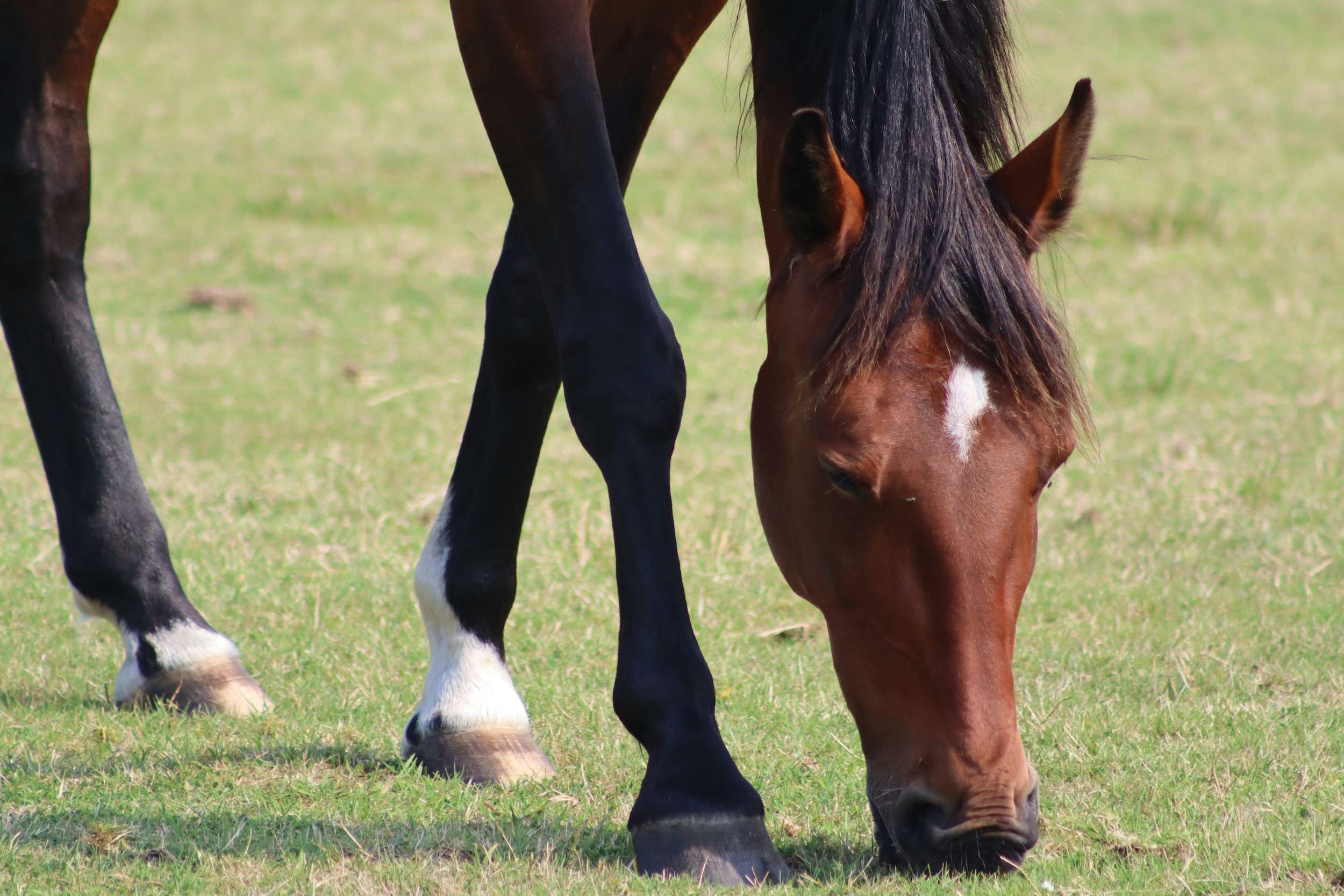 Melbourne Cup Carnival